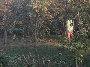 Druzenje sa divljom lisicom🩷😊 slika