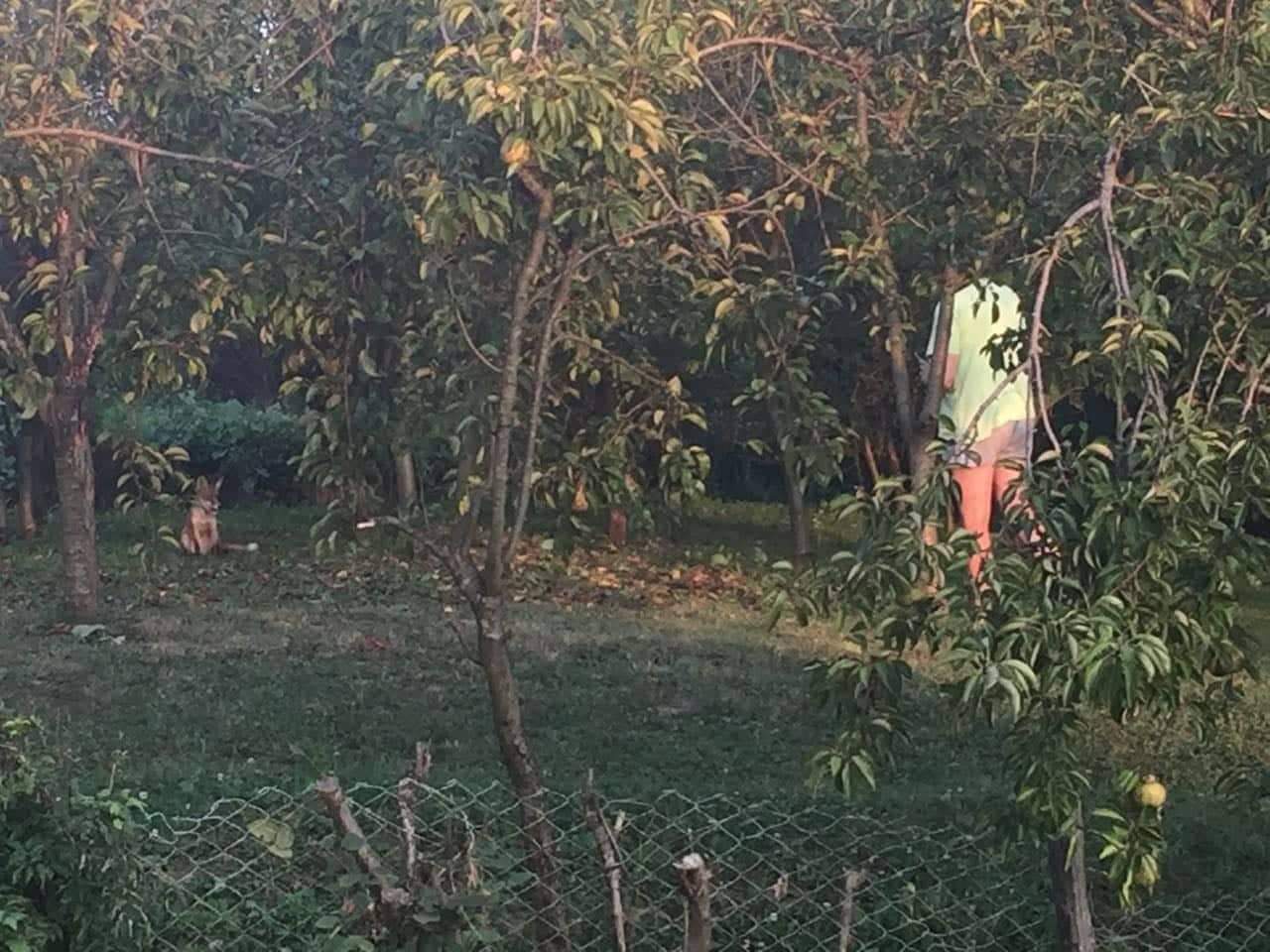 Druzenje sa divljom lisicom🩷😊 slika