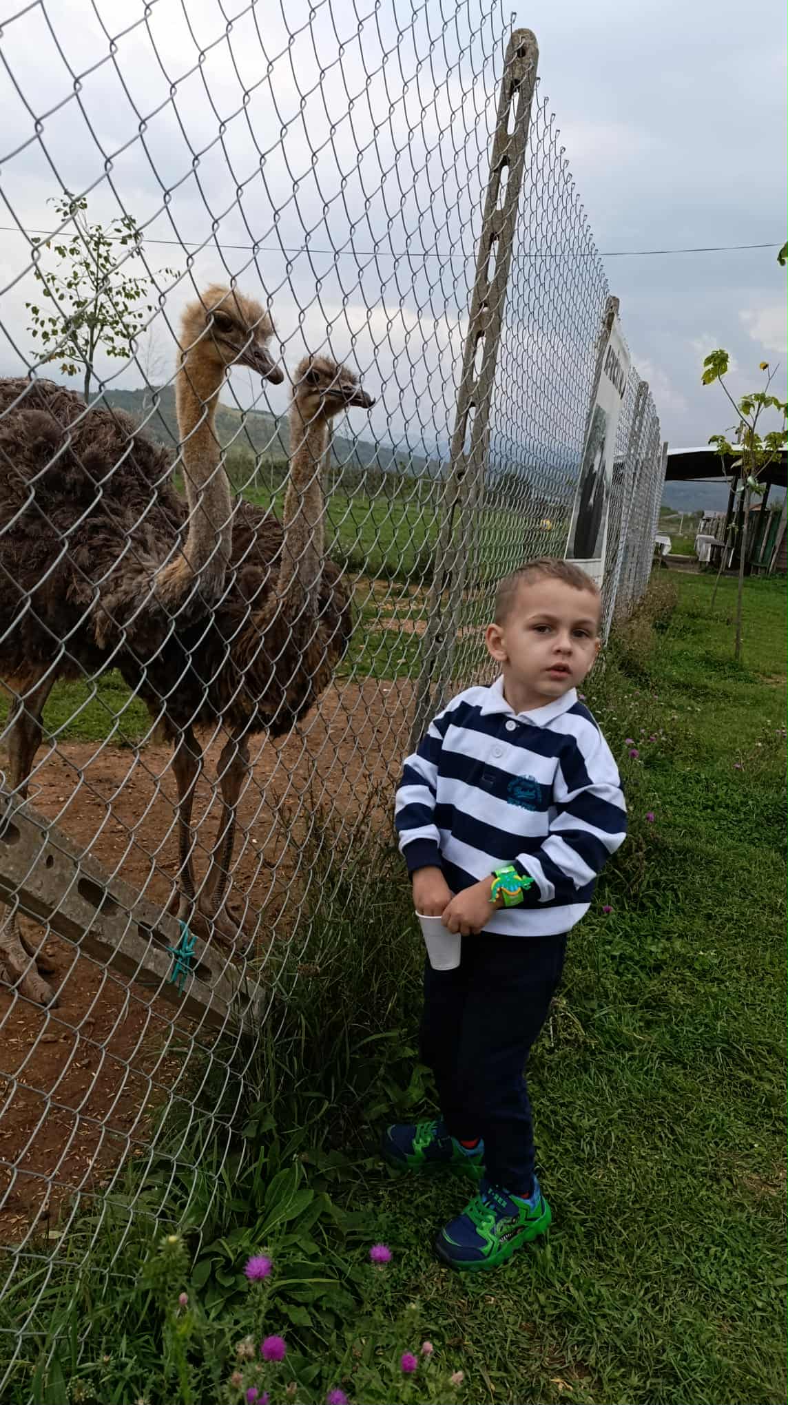 Kada imaš petlju, svaka životinja je pitoma slika