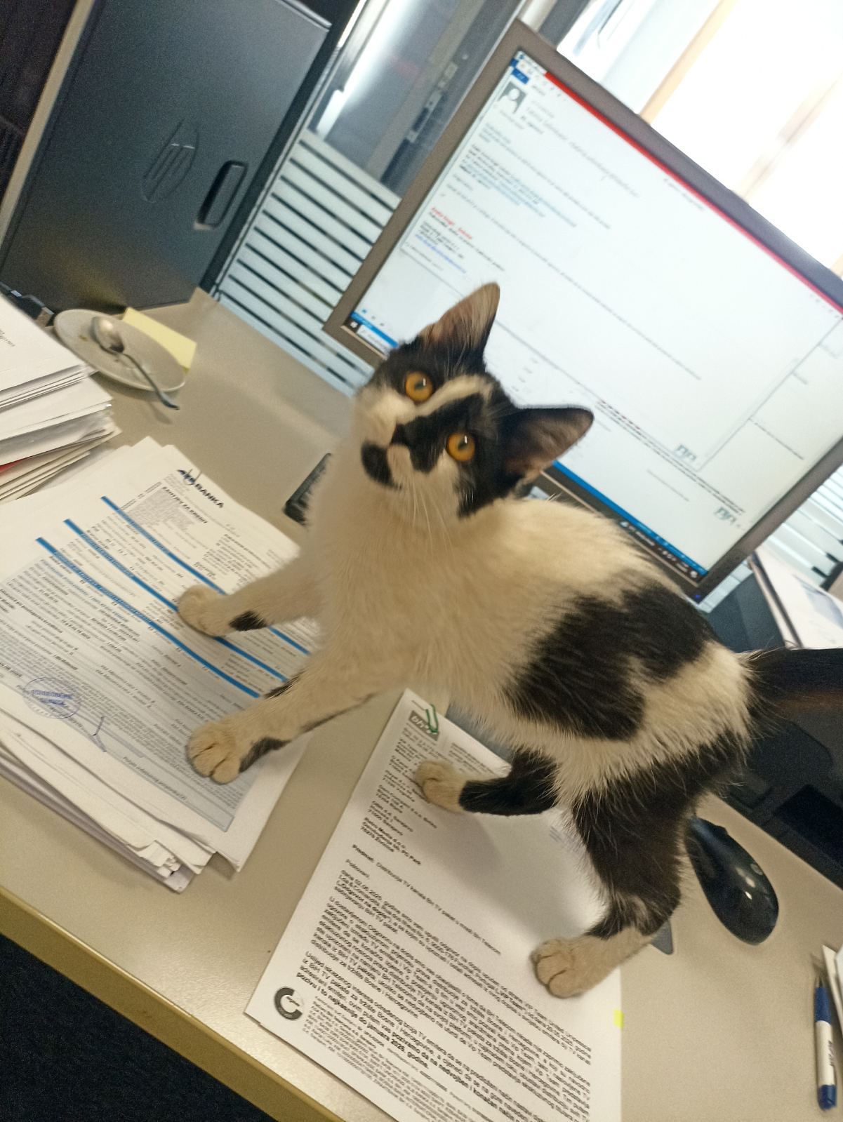 Unijela mače u firmu i nisam dobila otkaz :) slika