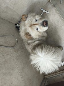 Nagovoriti roditelje kupim kucnog psa,velika petlj slika