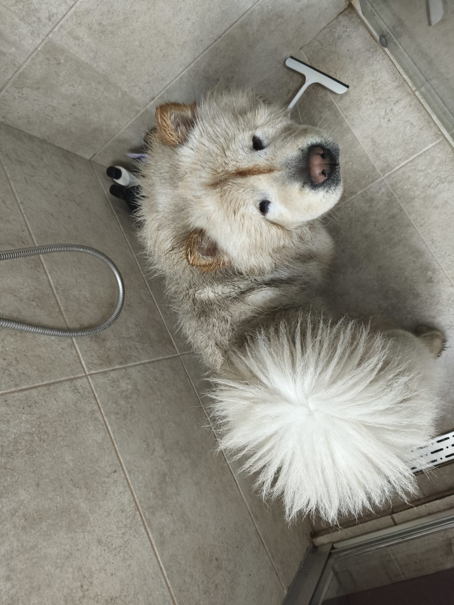 Nagovoriti roditelje kupim kucnog psa,velika petlj slika