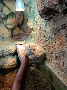 Petlju da stavim iguani prst slika