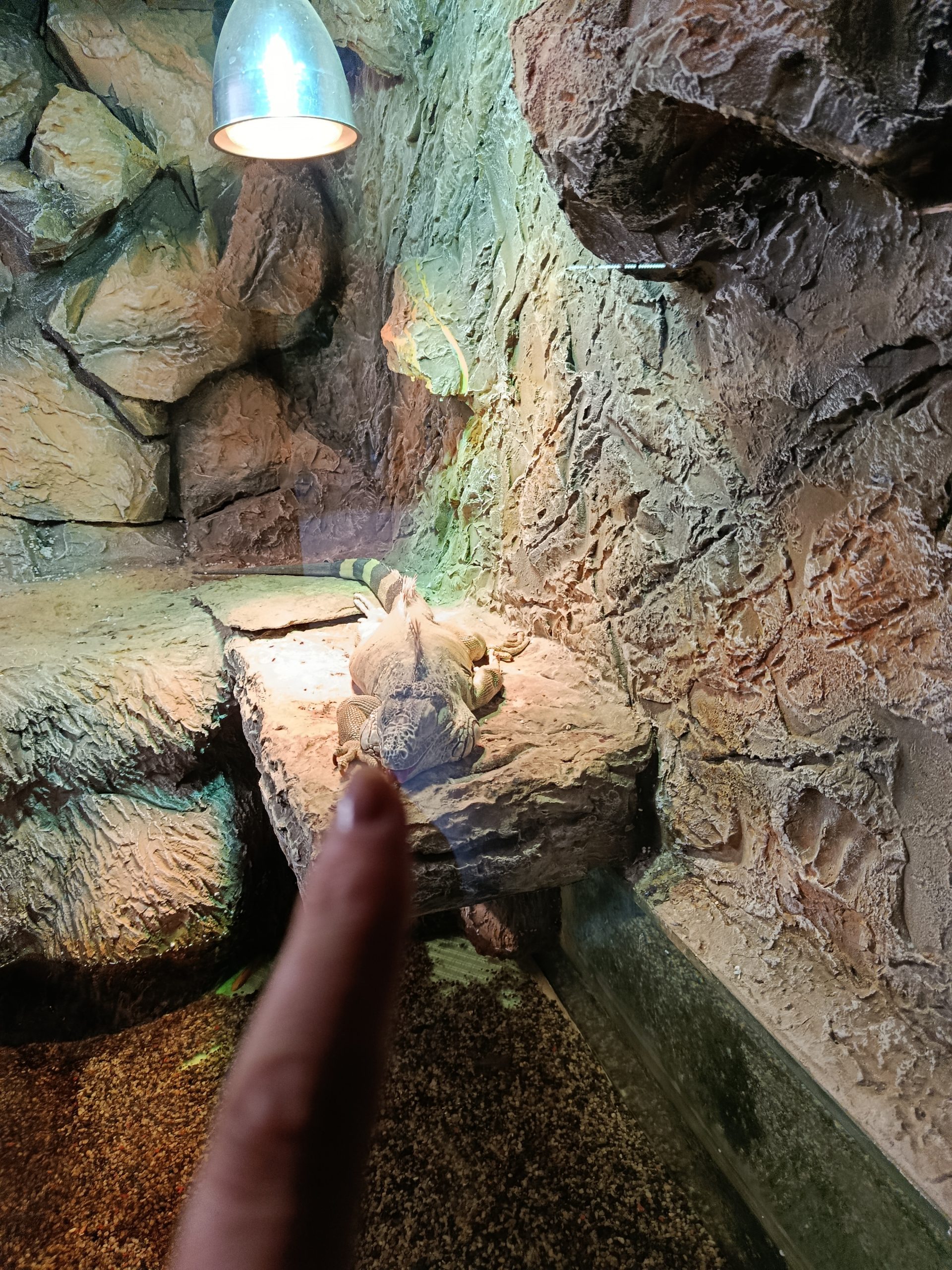 Petlju da stavim iguani prst slika