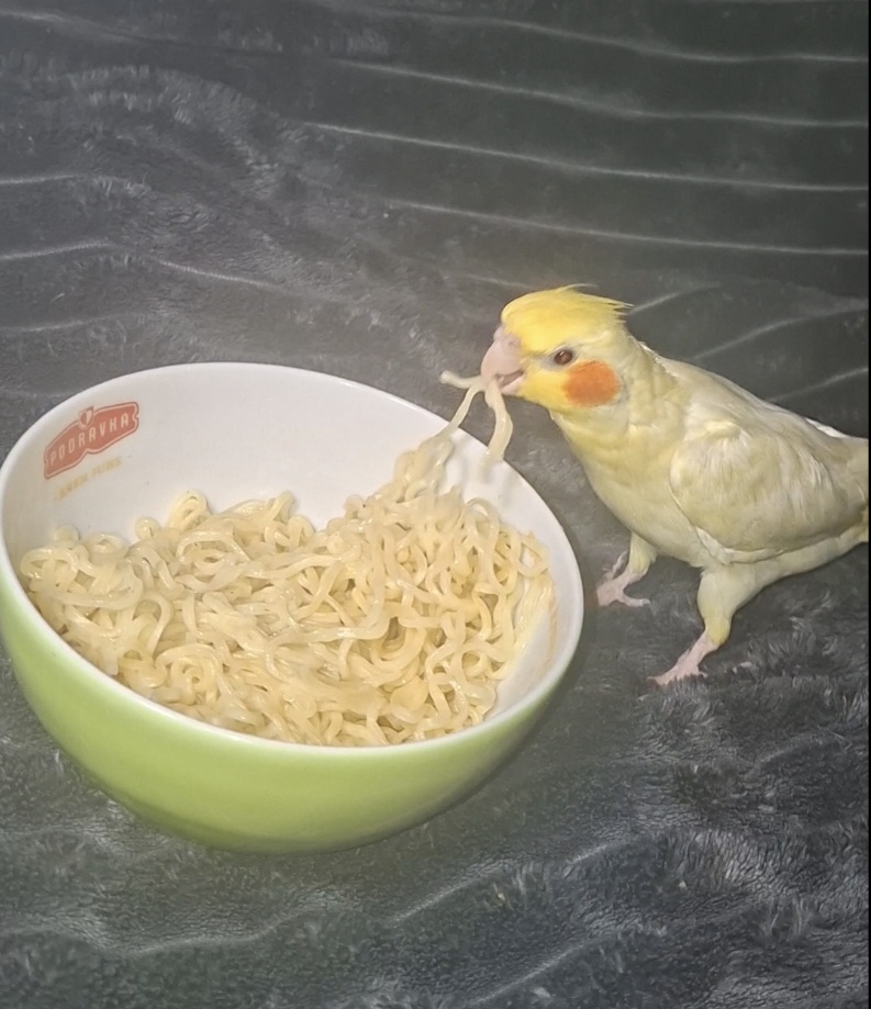 Petlja je ostati smiren dok ti papagaj krade ručak slika