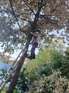 Petlja stajati na kratkoj i tankoj grani slika