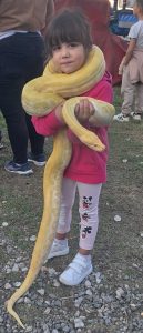 Zapetljana sa albino pitonom slika