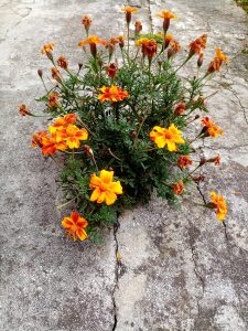 Imam petlju da budem nježna i jaka u isto vrijeme. slika