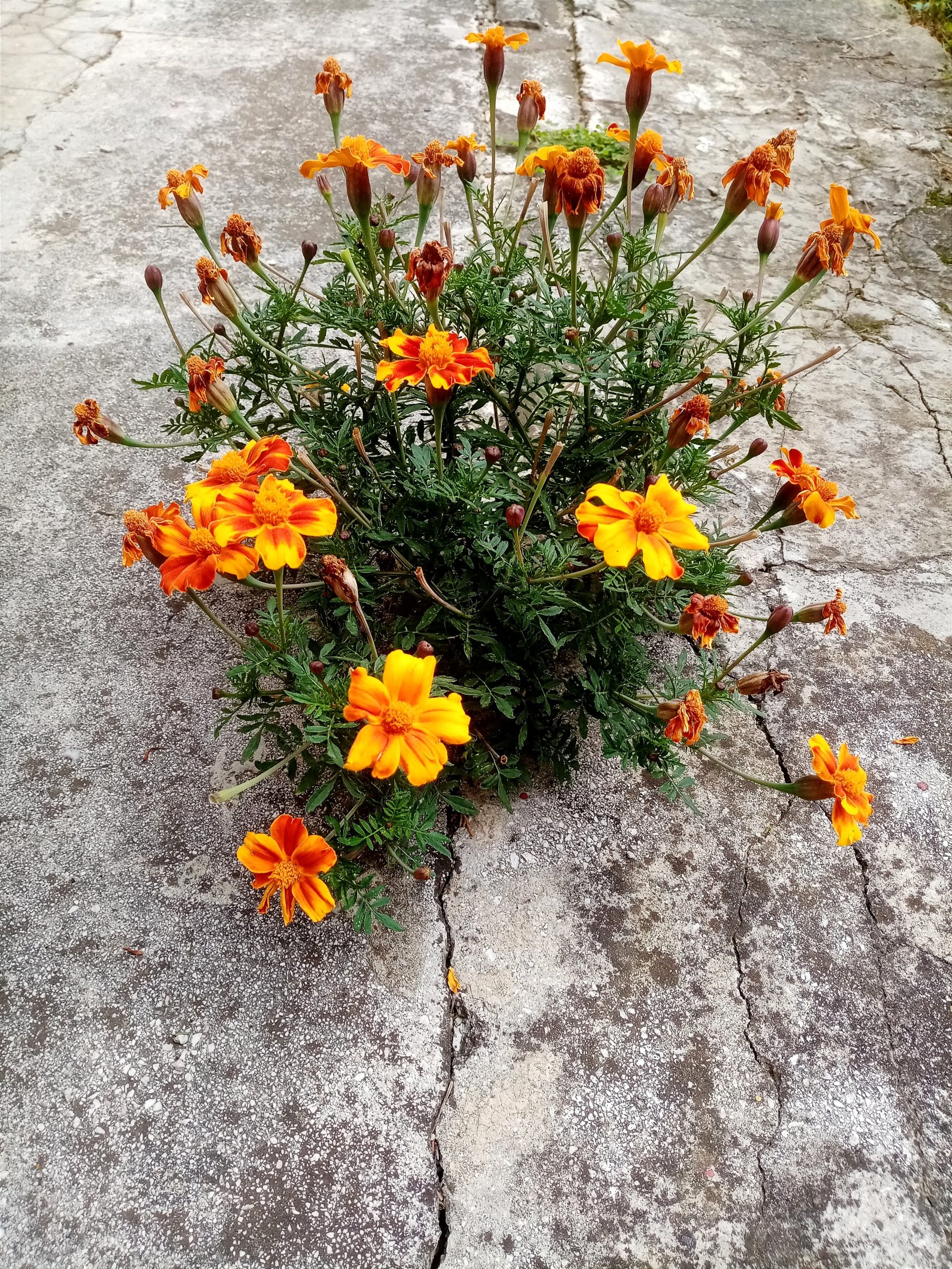 Imam petlju da budem nježna i jaka u isto vrijeme. slika