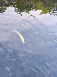 Imam petlju pozeliti tri zelje 😁😁 slika