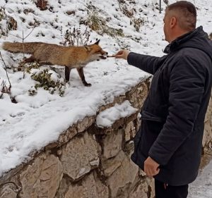 Treba imati petlju da lisicu hraniš iz ruke. slika