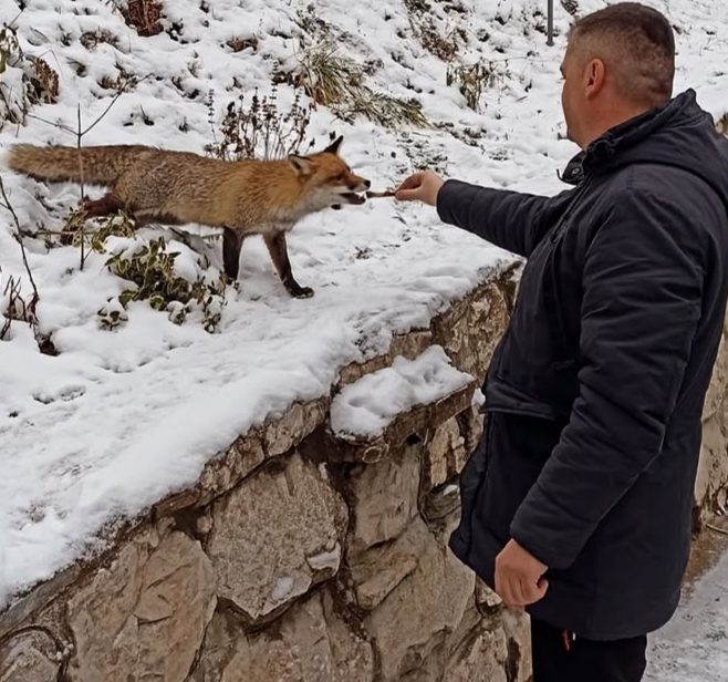 Treba imati petlju da lisicu hraniš iz ruke. slika