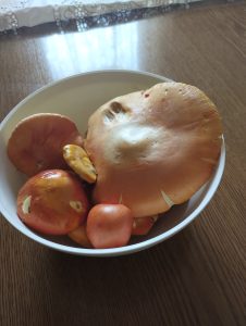 Gljive za ručak ubrane slika