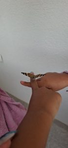 Prvi dodir sa leptirom😊 slika
