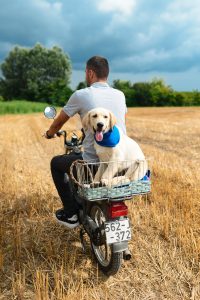 Petlja na dva točka i četiri zlatne šape. slika