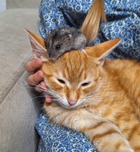 Imam petlju mačku se popet na glavu! slika