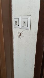 Zvono stoji, pauk vreba, PETLJA prava sad ti treba slika