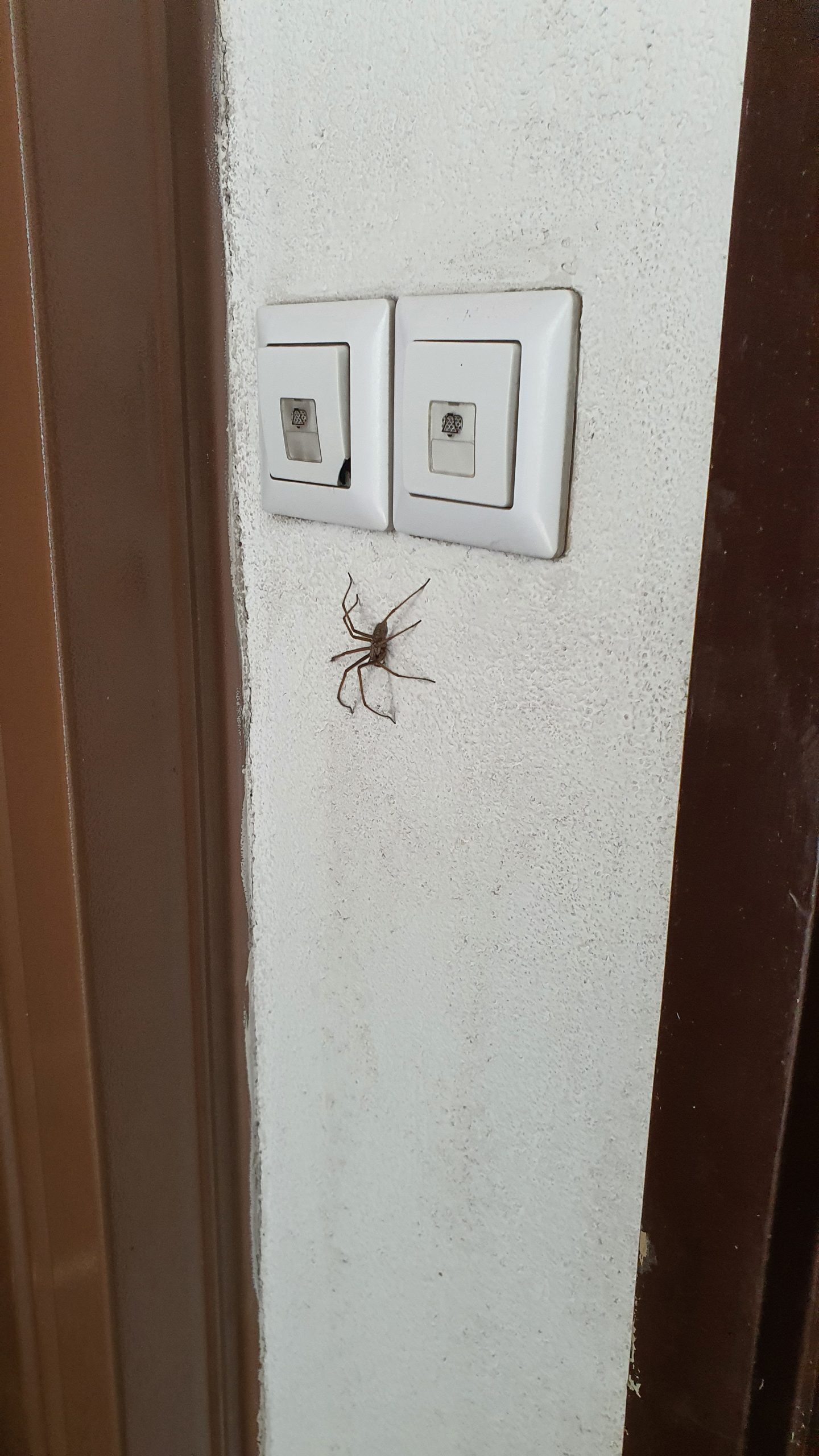 Zvono stoji, pauk vreba, PETLJA prava sad ti treba slika