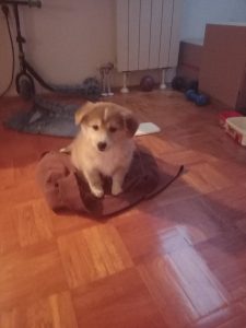 Moja Suzi koju sam pokupila iz smeća slika