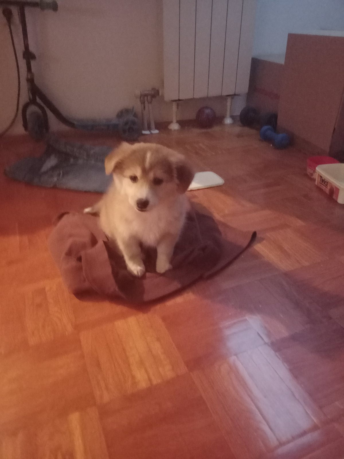 Moja Suzi koju sam pokupila iz smeća slika