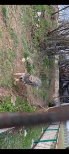 Imam petlju stati ispred gladnog vuka! slika