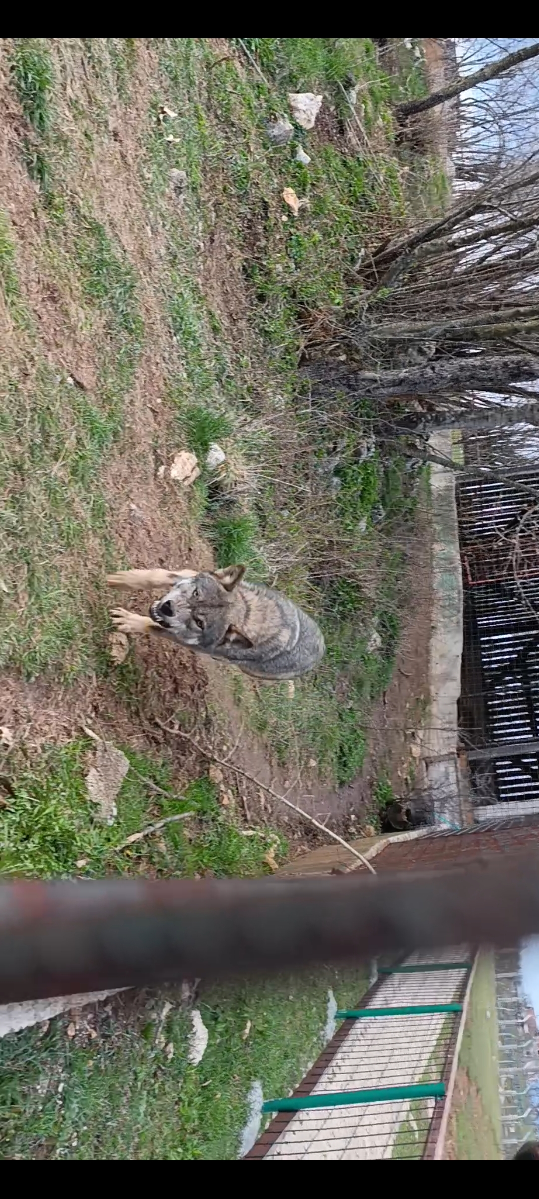 Imam petlju stati ispred gladnog vuka! slika