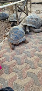 Treba imati petlju proci kraj njih slika