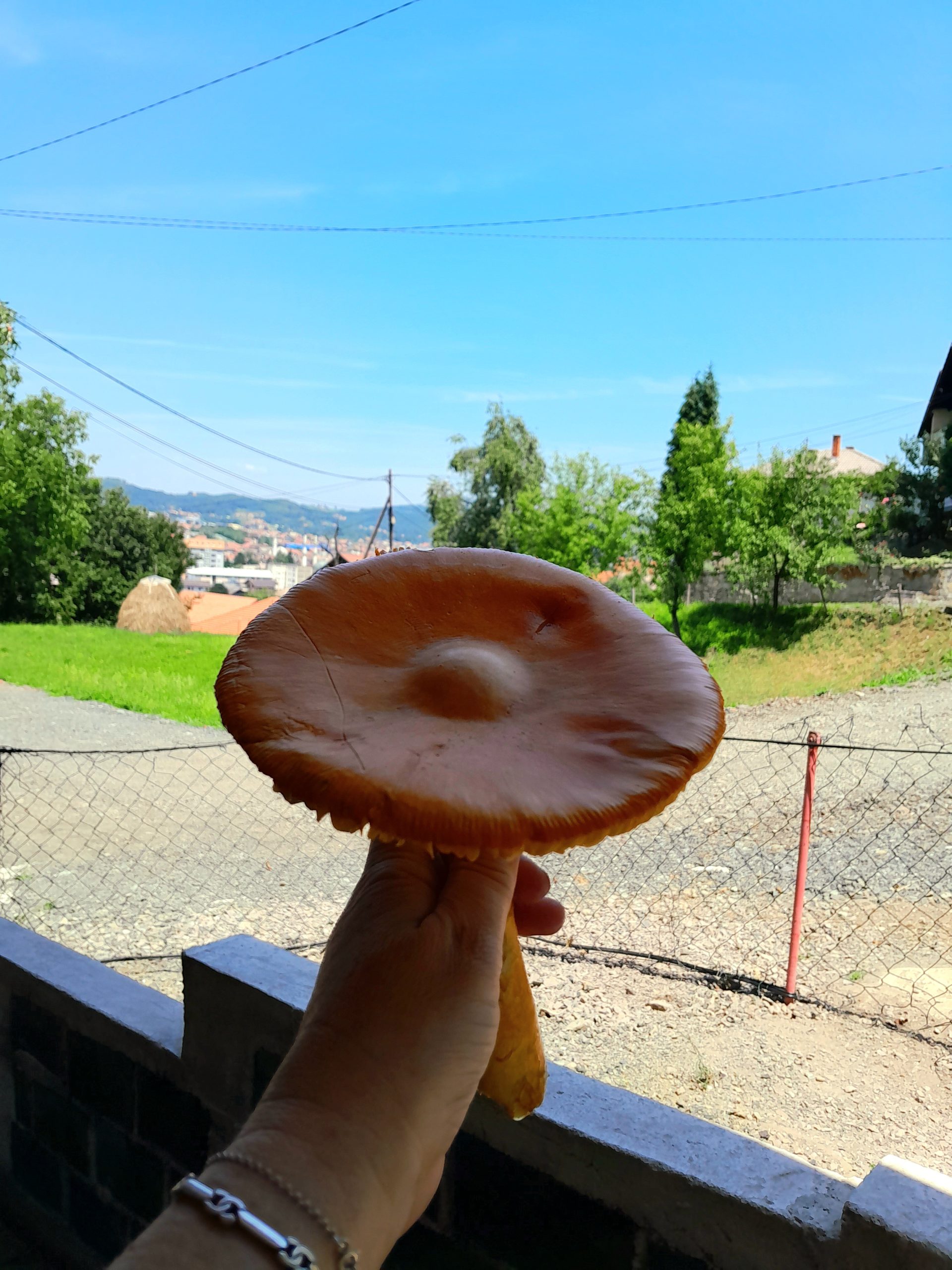 Imam petlju da berem gljive u sumi punoj zmija i i slika