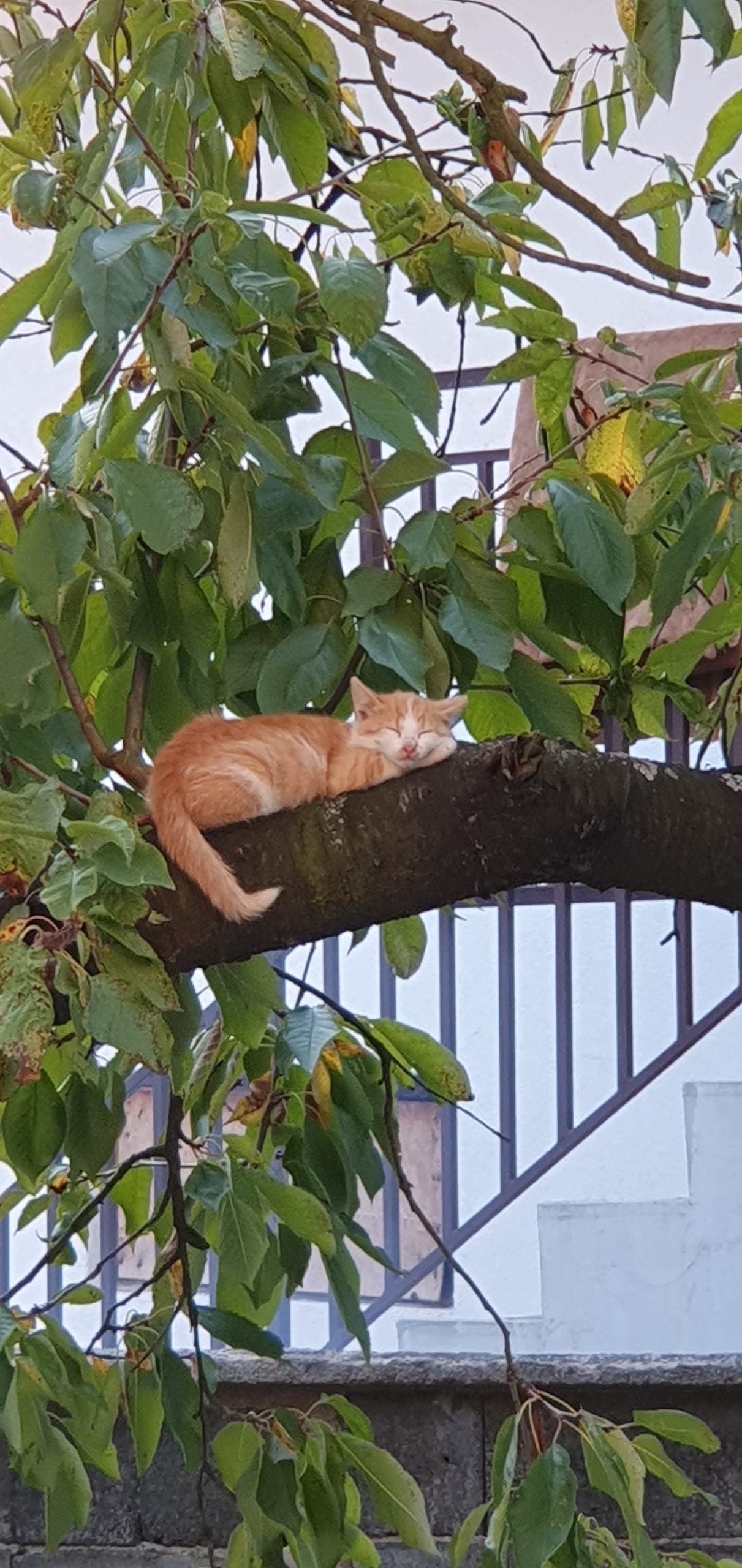 Zaspati na drvetu..Hm, velika petlja. slika