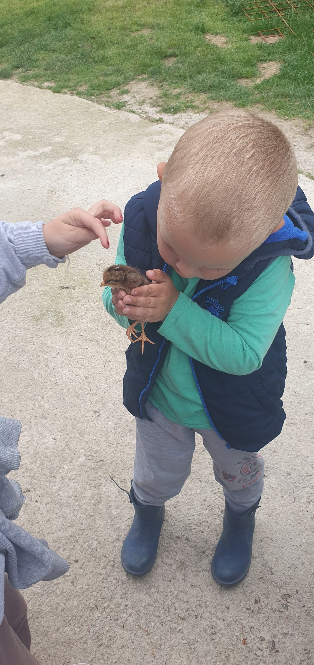 Imam petlju ukrasti pile od mame za jedan poljubac slika