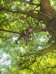 Da spavam na drvetu slika