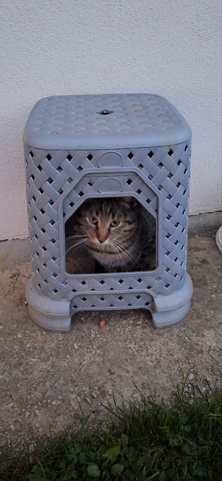 Mačak Jero ima petlju slika