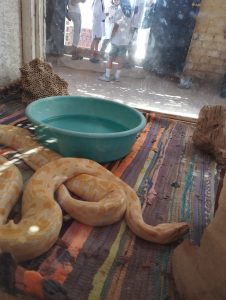 Biti uopšte u blizni zmije slika