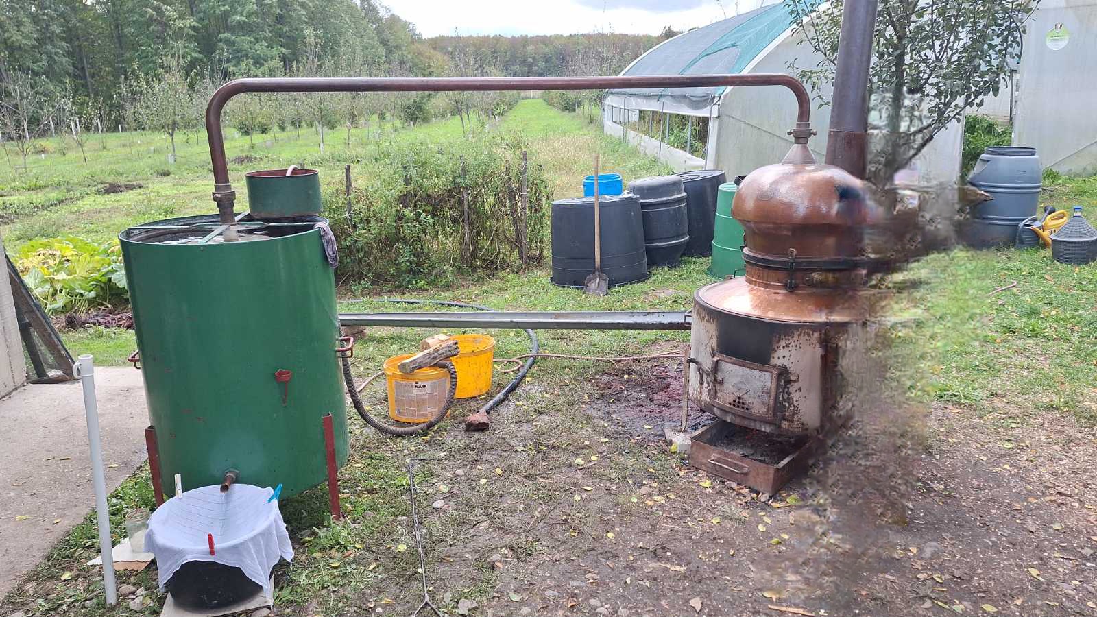 Imaj petlju pa rakiju ispeći domaću slika