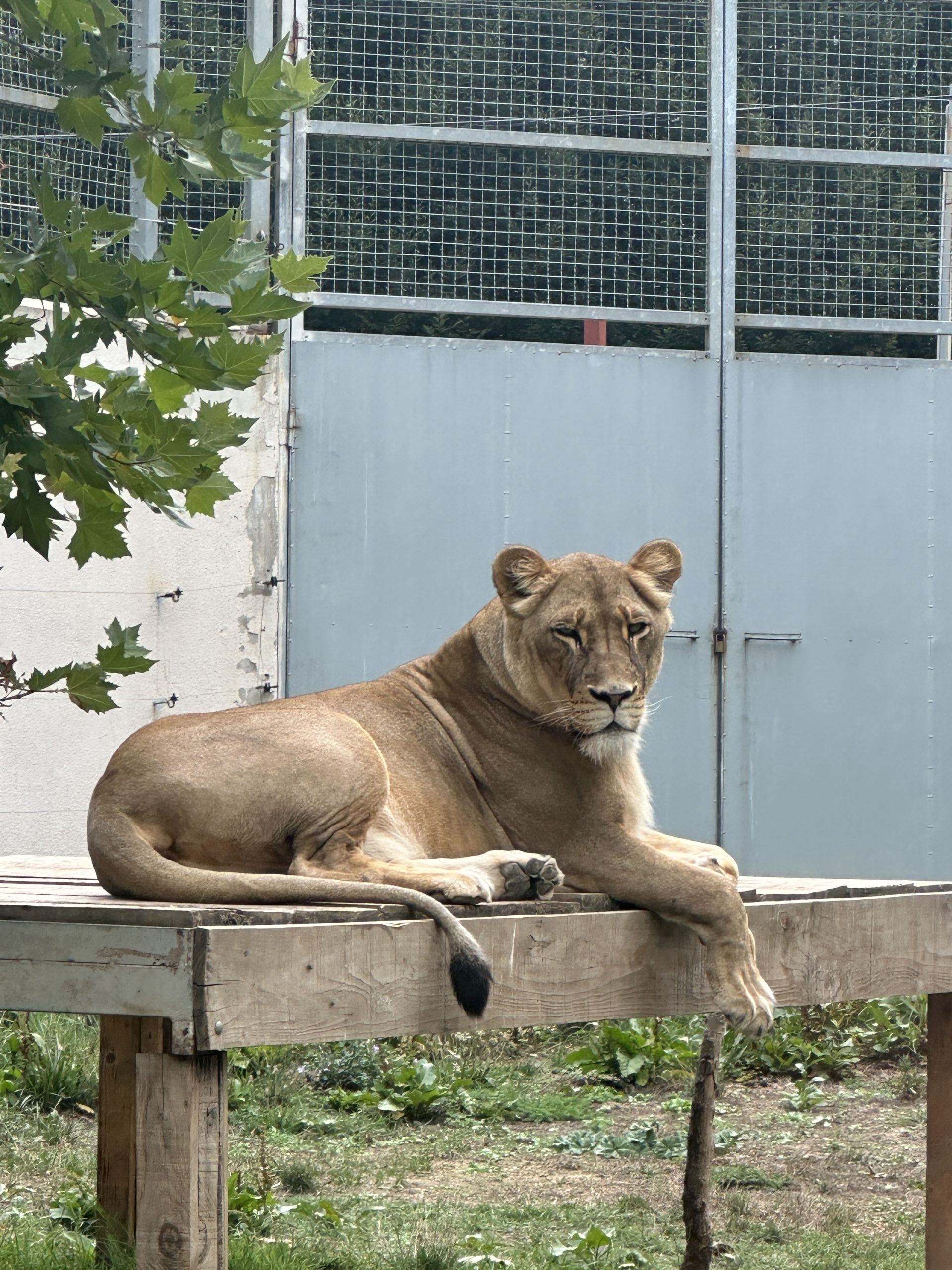 Treba imati petlju ući u kavez sa lavom slika
