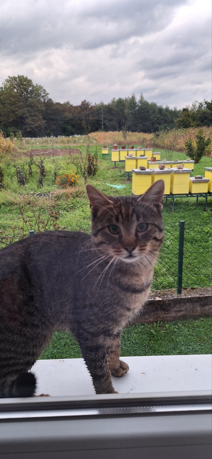Popeo sam se na prozor imam petlju ... slika