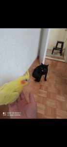 Gledati, a ne pojesti ... to je petlja jedne mačke slika